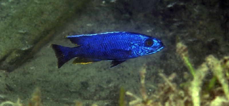 Sciaenochromis fryeri 'Maleri Island'